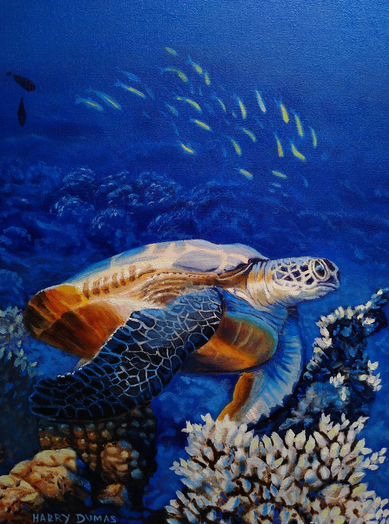 Sea turtle on the Prowl